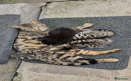Bengal cats for sale: Mix breed Bengal + Tabby - Image 11