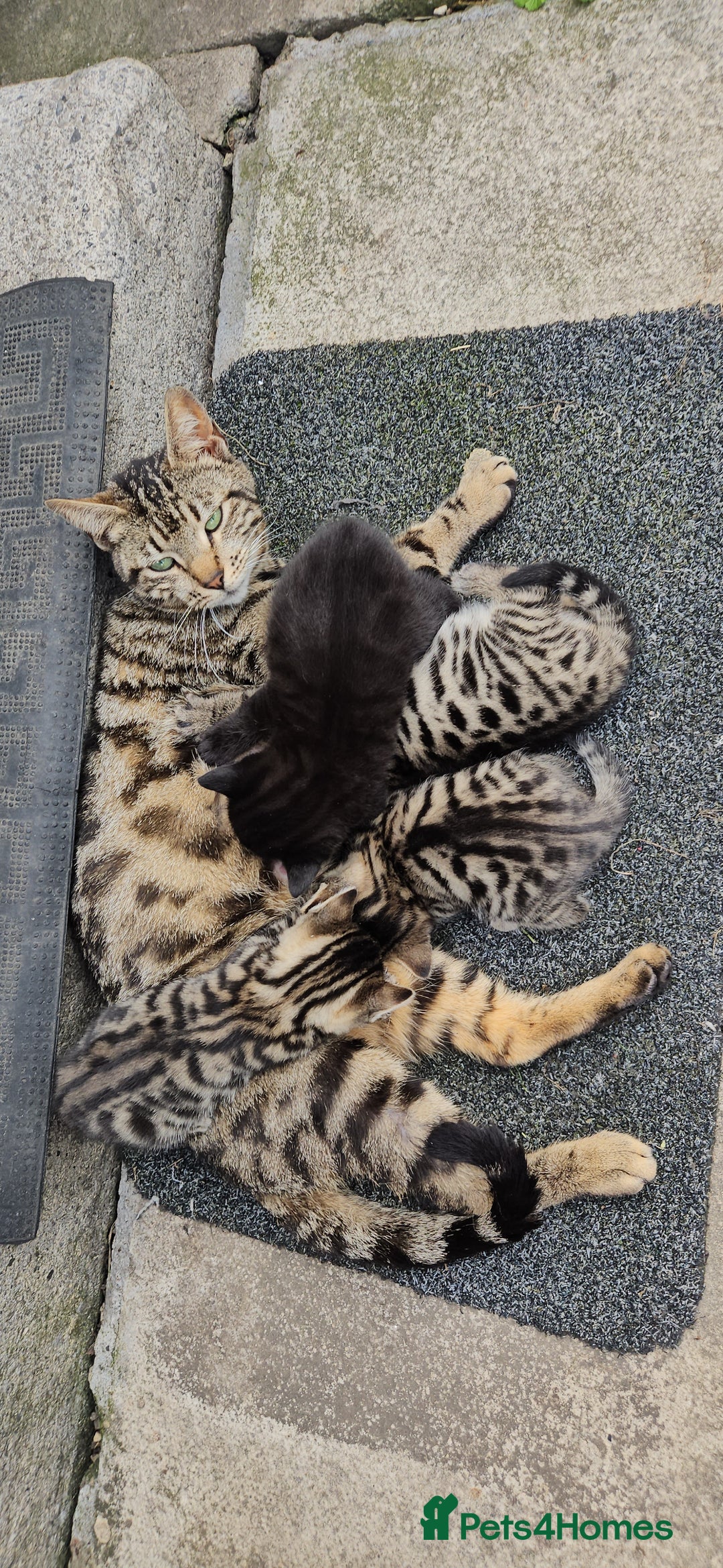 Bengal cats for sale: Mix breed Bengal + Tabby - Image 11