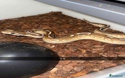 Snake reptiles for sale: Royal Python / Boa  - Image 14