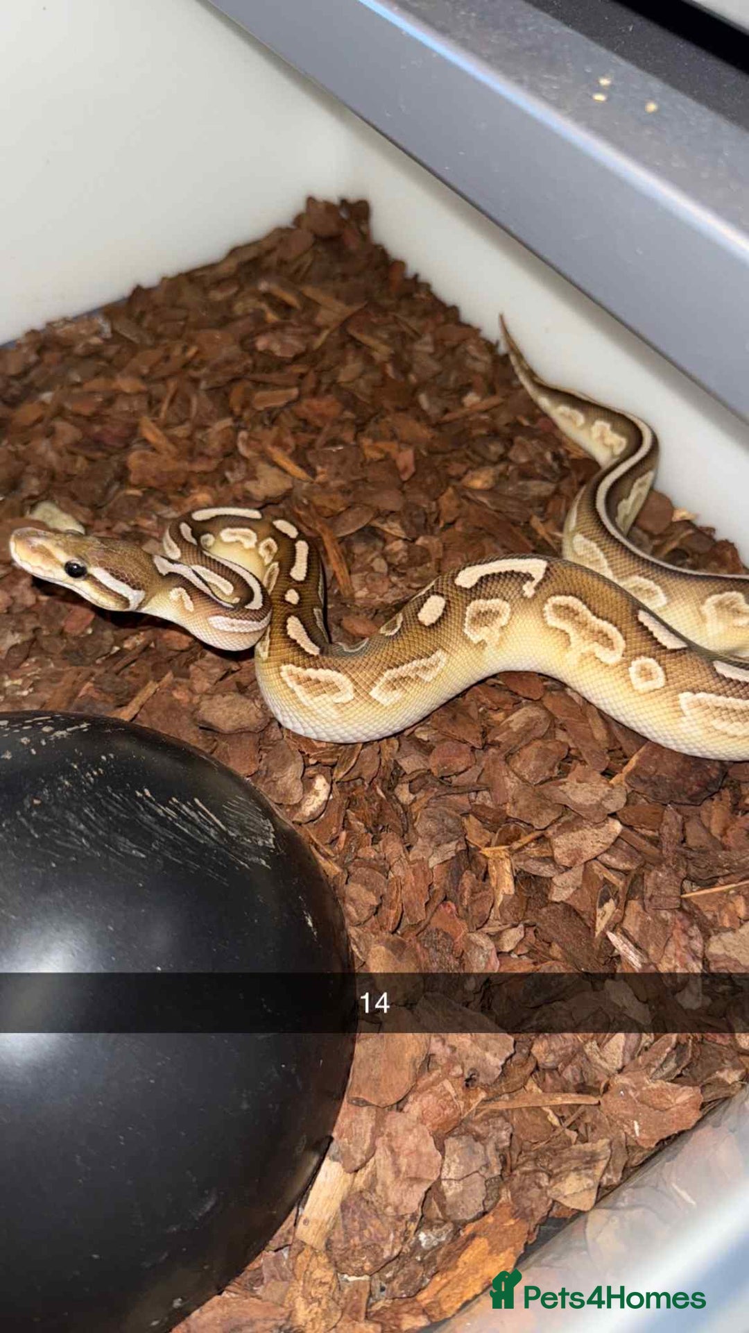 Snake reptiles for sale: Royal Python / Boa  - Image 14
