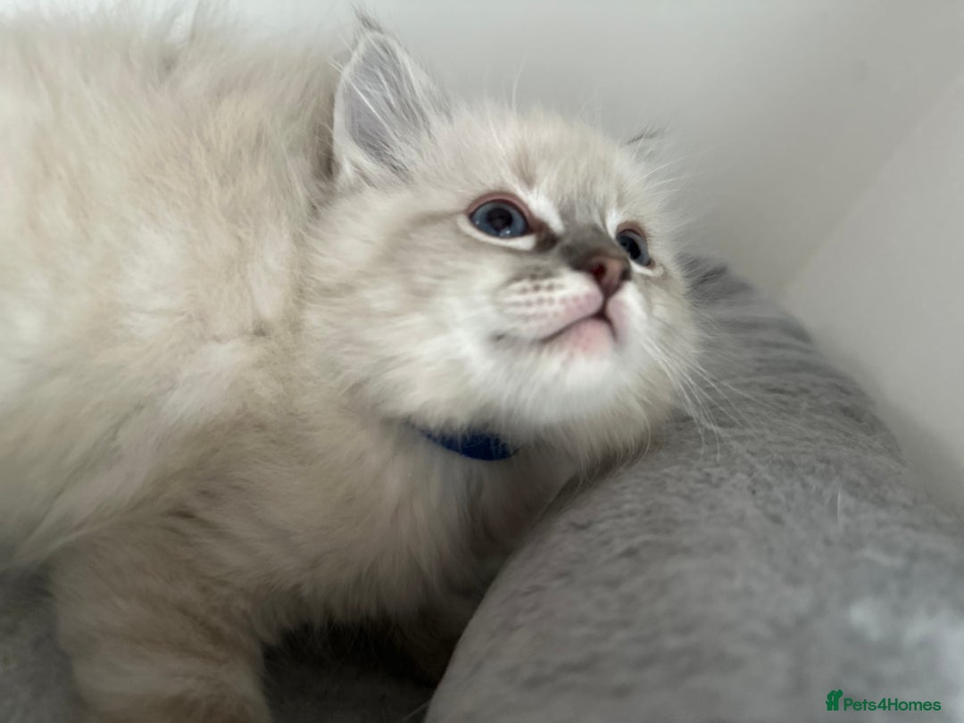 Ragdoll cats for sale: Gorgeous ragdoll kittens  - Advert 19