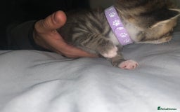 Mixed Breed cats for sale: beautiful kittens  - Image 22