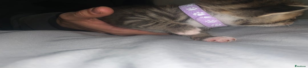 Mixed Breed Kitten 5