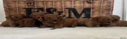 Cavapoo dogs for sale: Stunning deep red TOY cavapoo pups - Advert 36