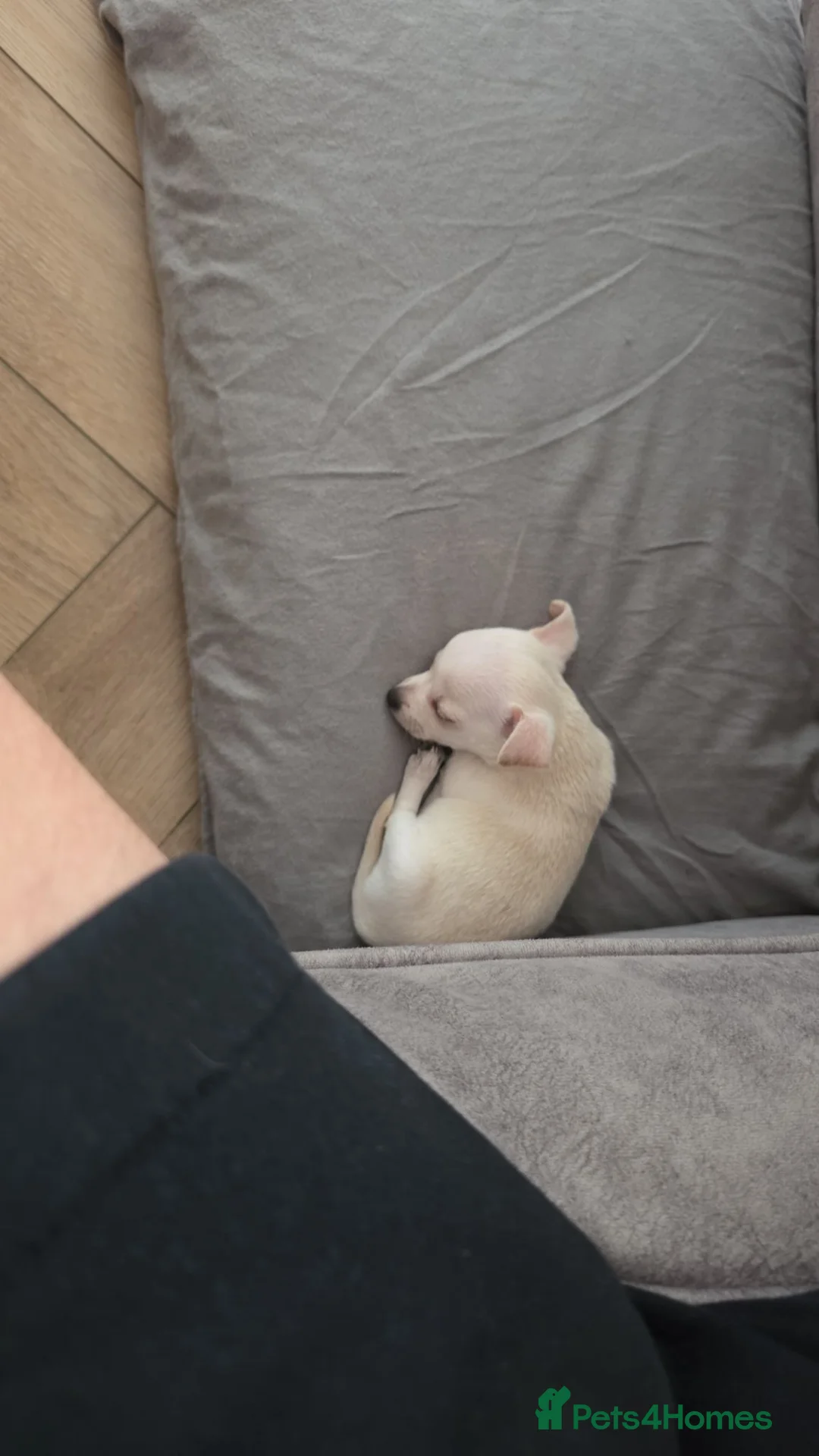 Chihuahua dogs for sale: Chihuahua  - Advert 1