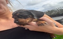 Miniature Dachshund dogs for sale: Beautiful kc registered miniature dachshunds  - Image 18