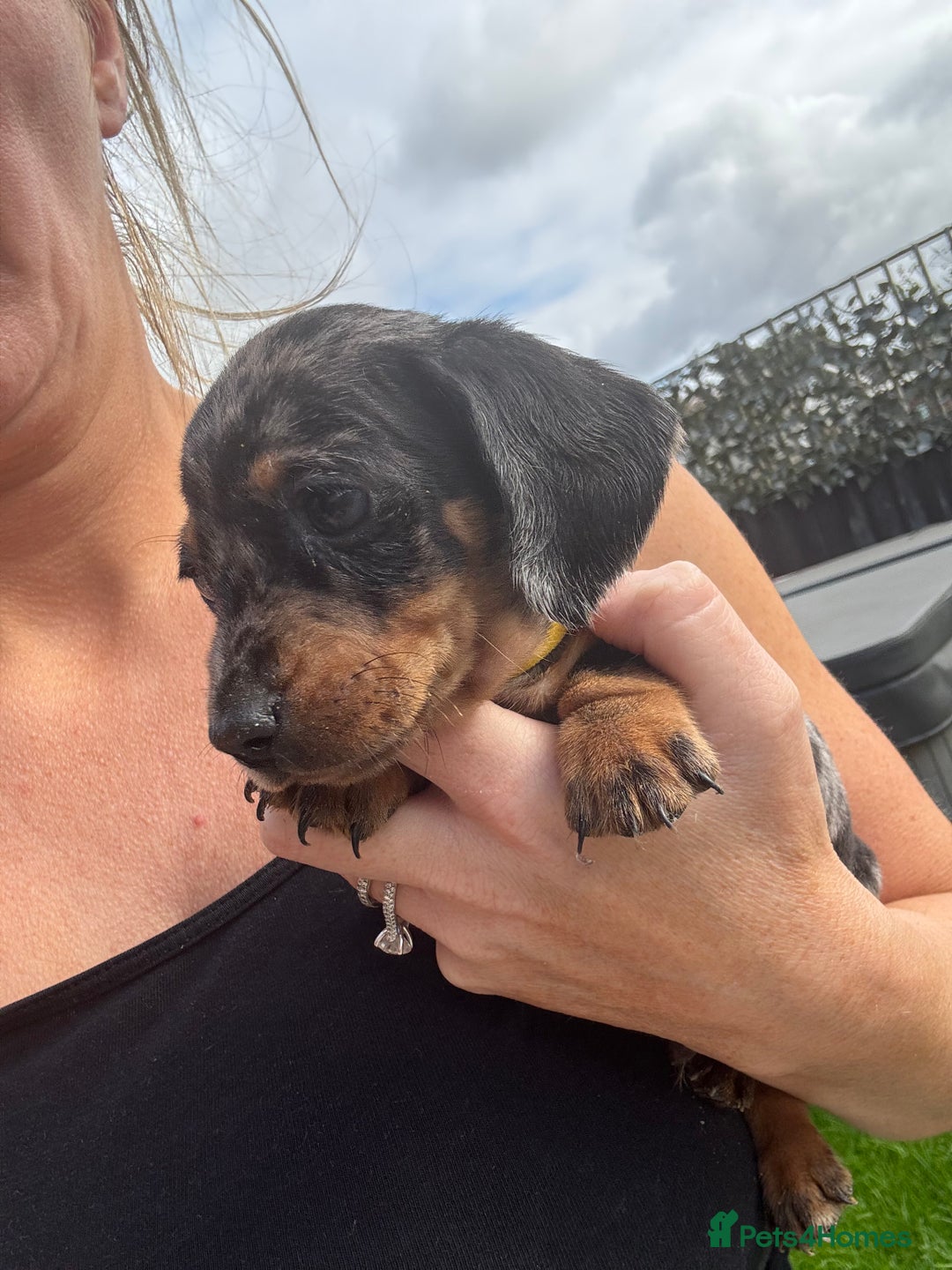 Miniature Dachshund dogs for sale: Beautiful kc registered miniature dachshunds  - Image 18