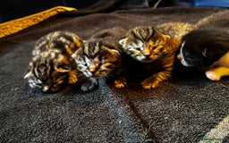 Mixed Breed cats for sale: Stunning  unique kittens  - Image 21
