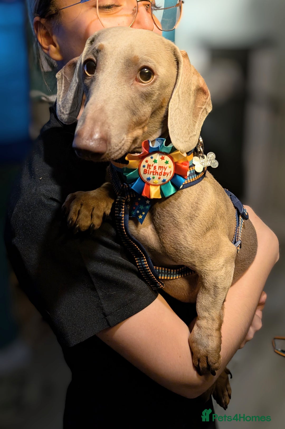 Miniature Dachshund dogs for sale: 1 year old male miniature daschund - Advert 3