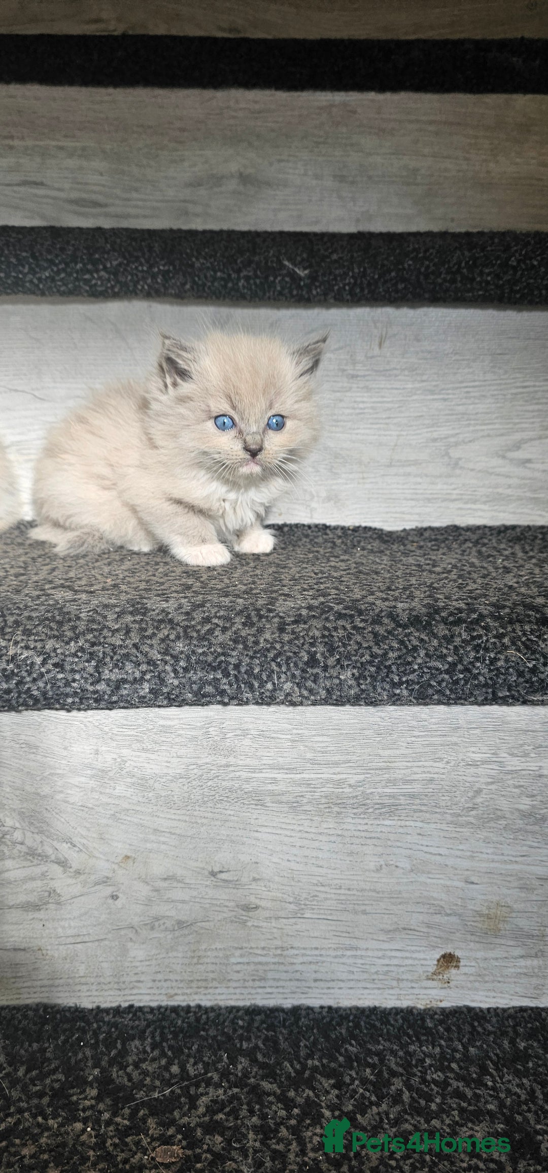 Ragdoll cats for sale: Ragdoll kittens - Image 4