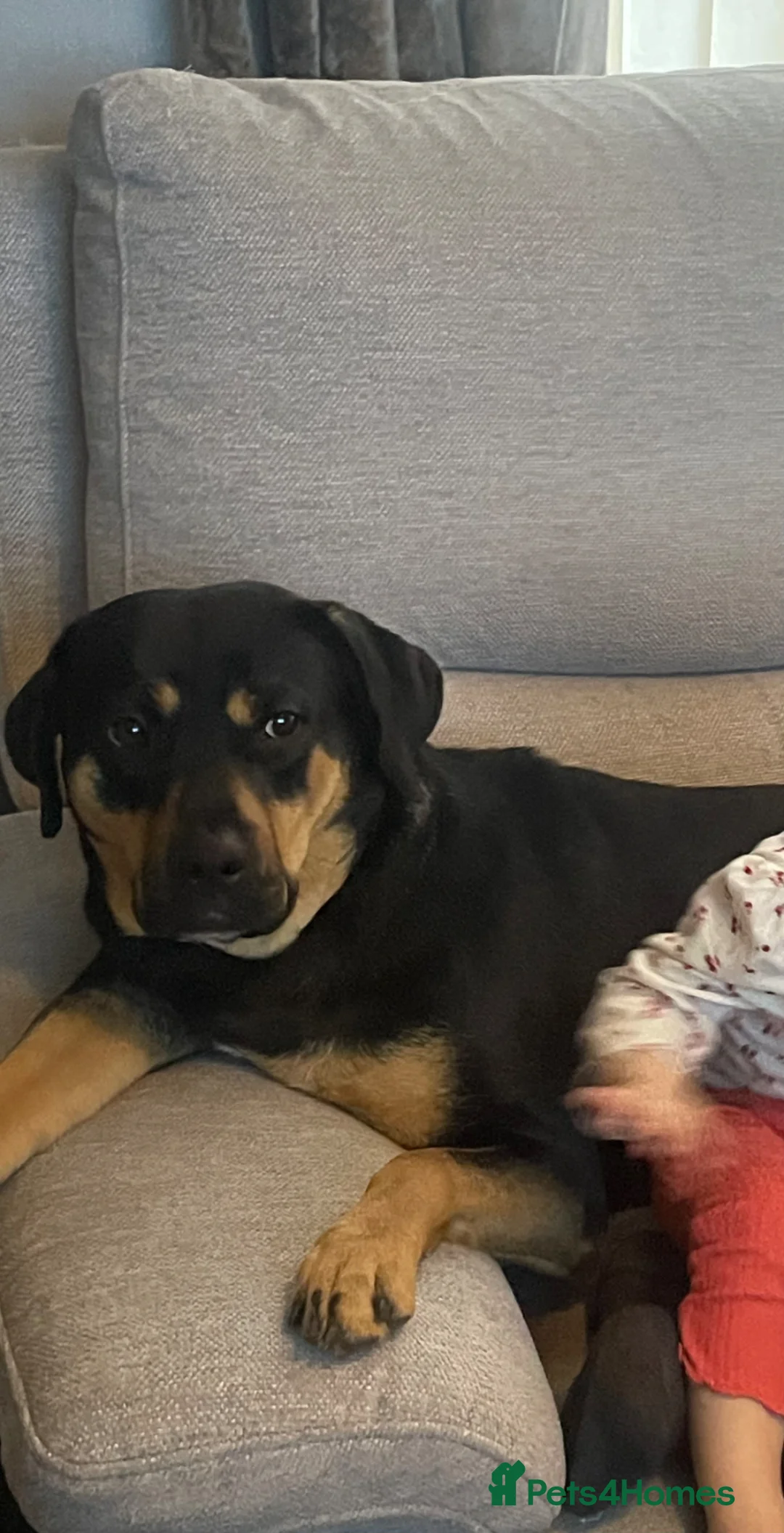 Mixed Breed dogs for sale: Bella  - Advert 1