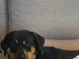 Mixed Breed dogs Bella - Advert 1