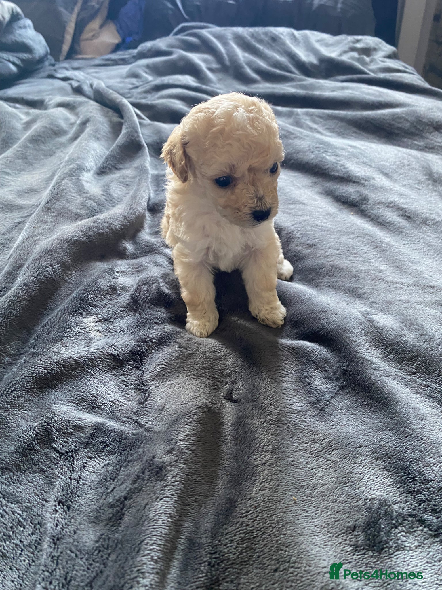 Shihpoo dogs Shihpoo - Advert 6