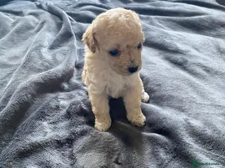 Shihpoo dogs Shihpoo - Advert 6