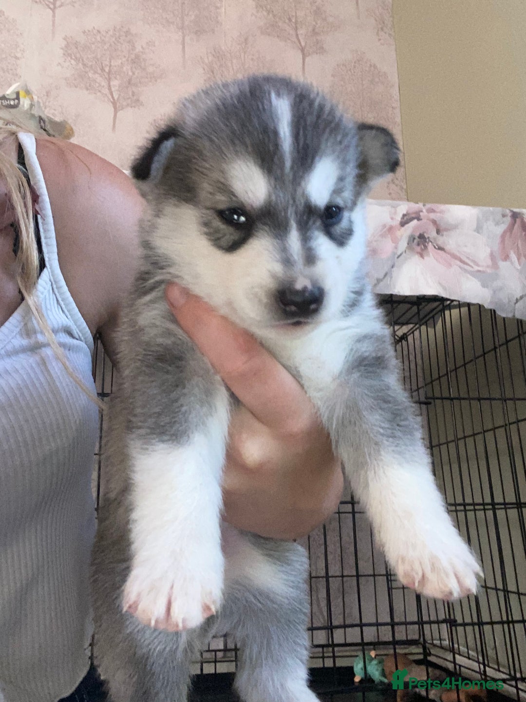 Alaskan Malamute dogs for sale: Alaskan malamute puppy’s  in Newark - Image 14