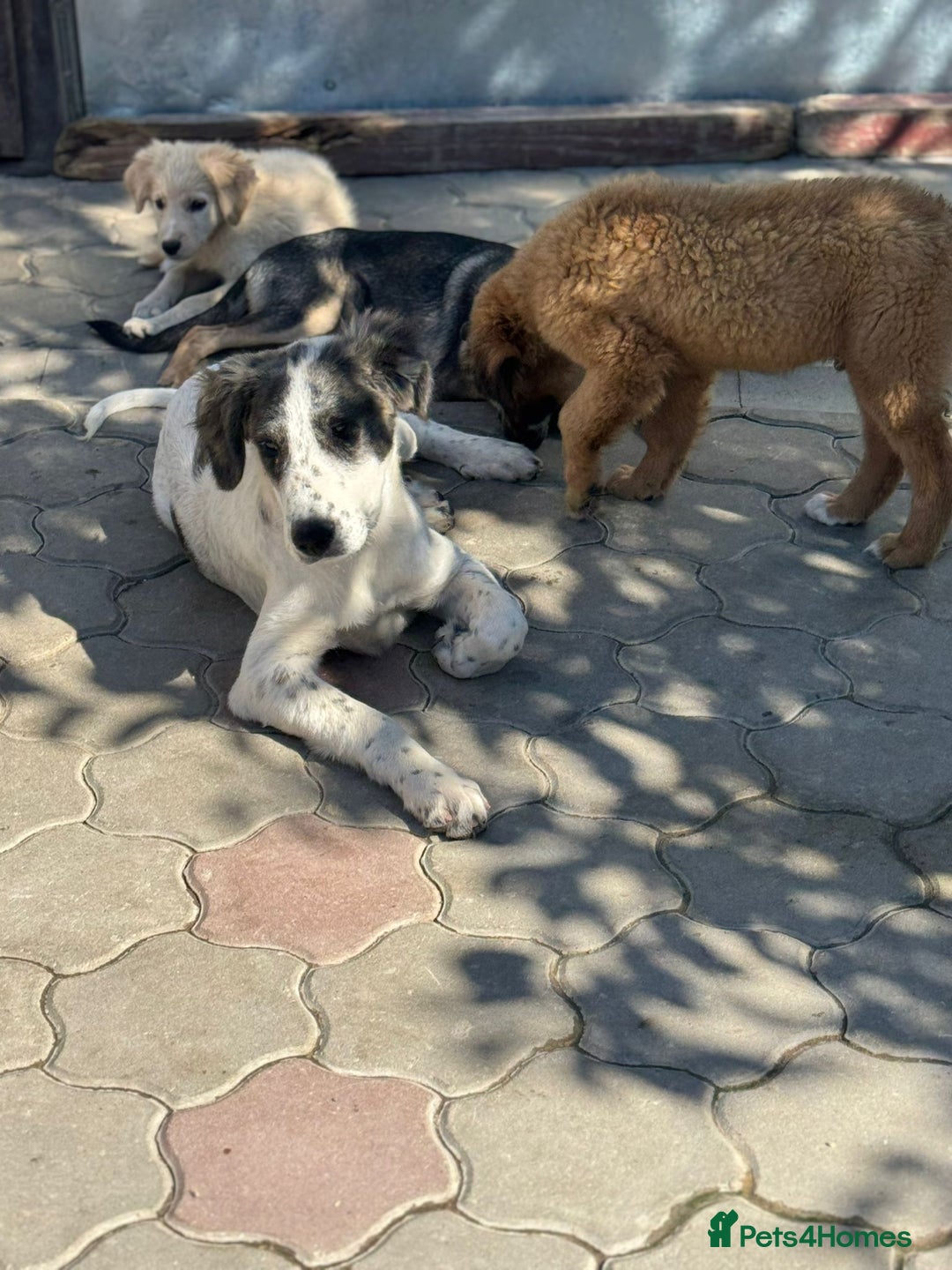 Mixed Breed dogs for adoption: ODIN, a superb young boy - for a Loving Home  - Advert 30