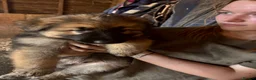 German Shepherd dogs for sale: Beautiful litter of healthy German shepherd pups - Advert 6