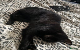 Domestic Shorthair cats for sale: Tod for adoption  - Image 3