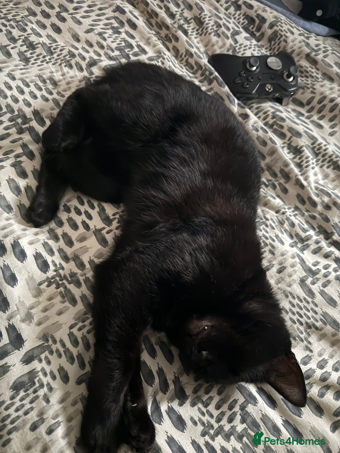 Domestic Shorthair cats for sale: Tod for adoption  - Image 3