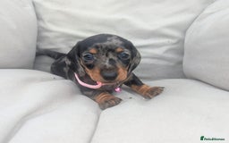 Miniature Dachshund dogs for sale: KC Registered miniature Dachshund Puppies - Image 5