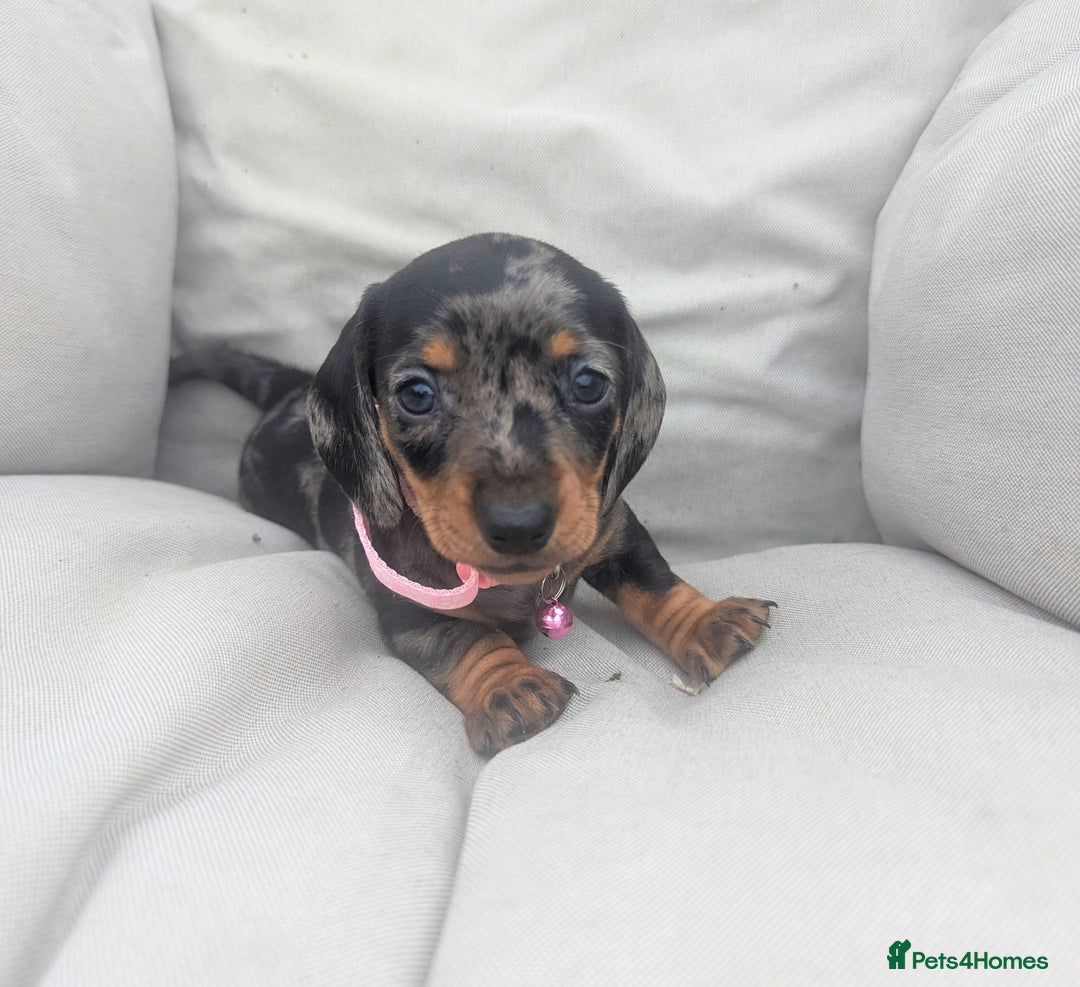 Miniature Dachshund dogs for sale: KC Registered miniature Dachshund Puppies - Image 5