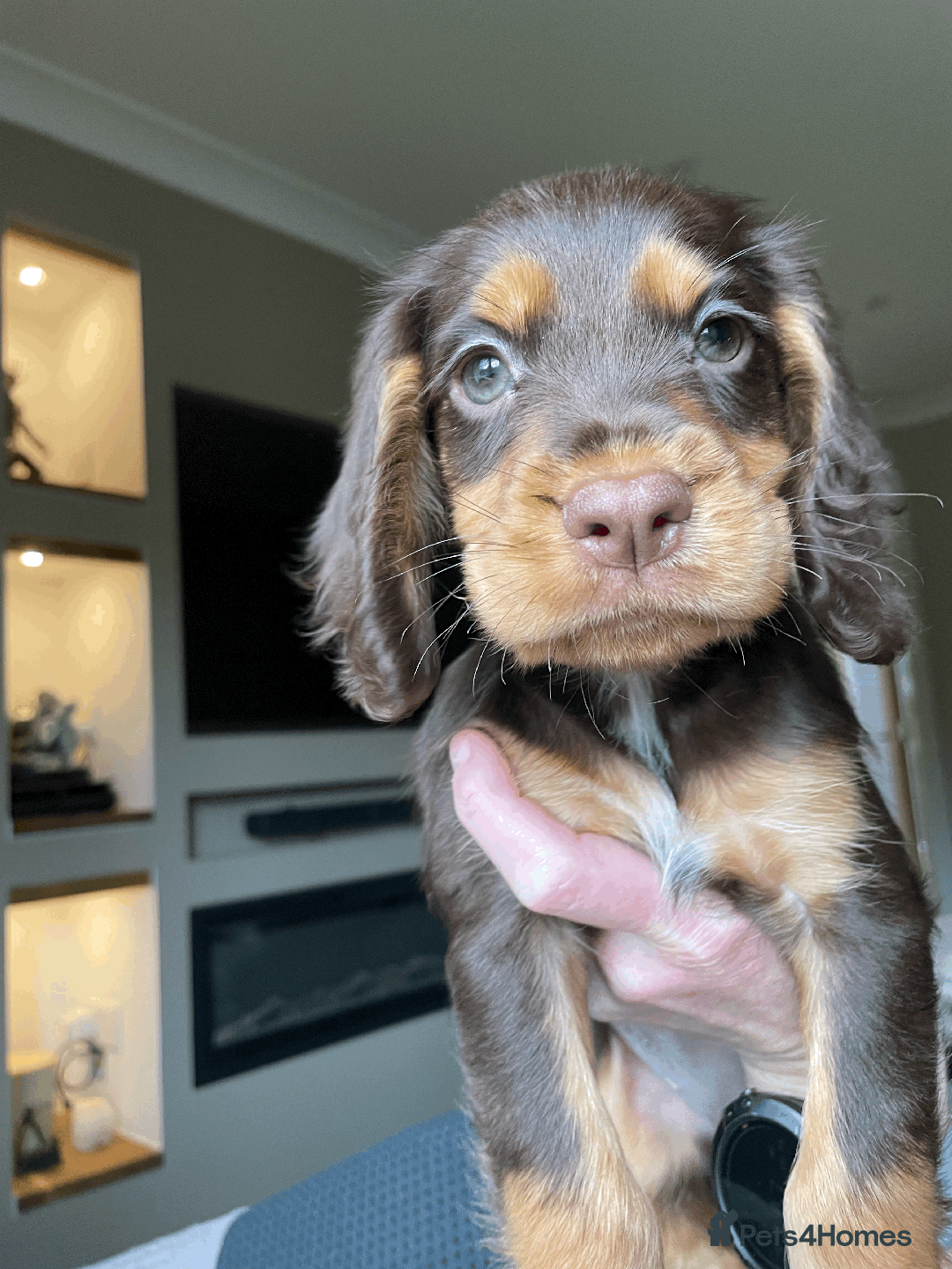 Cocker Spaniel dogs for sale: Cocker Spaniel Pups Outstanding Pedigree Lines! - Advert 19