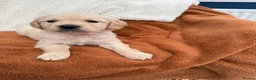 Golden Retriever dogs for sale: KC Registered Golden Retriever Puppies  in Tenterden - Advert 30