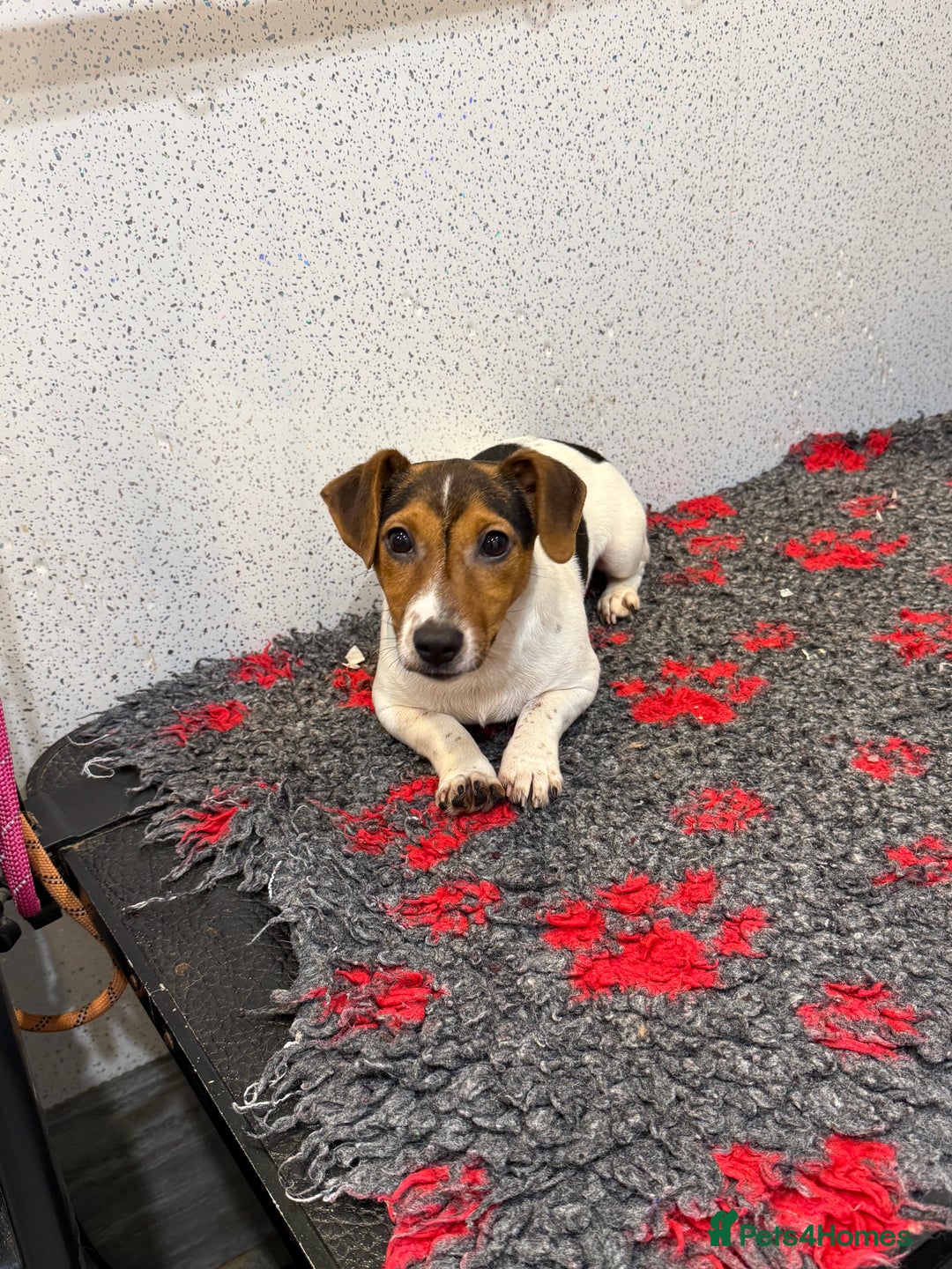 Jack Russell dogs for sale: Jack Russell male  - Advert 3
