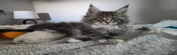 Maine Coon cats for sale: Outstanding quality Tica reg Mainecoon  - Advert 7