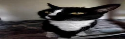 Mixed Breed cats for adoption: 🆘💔Meet 16 year old Missi - Advert 3