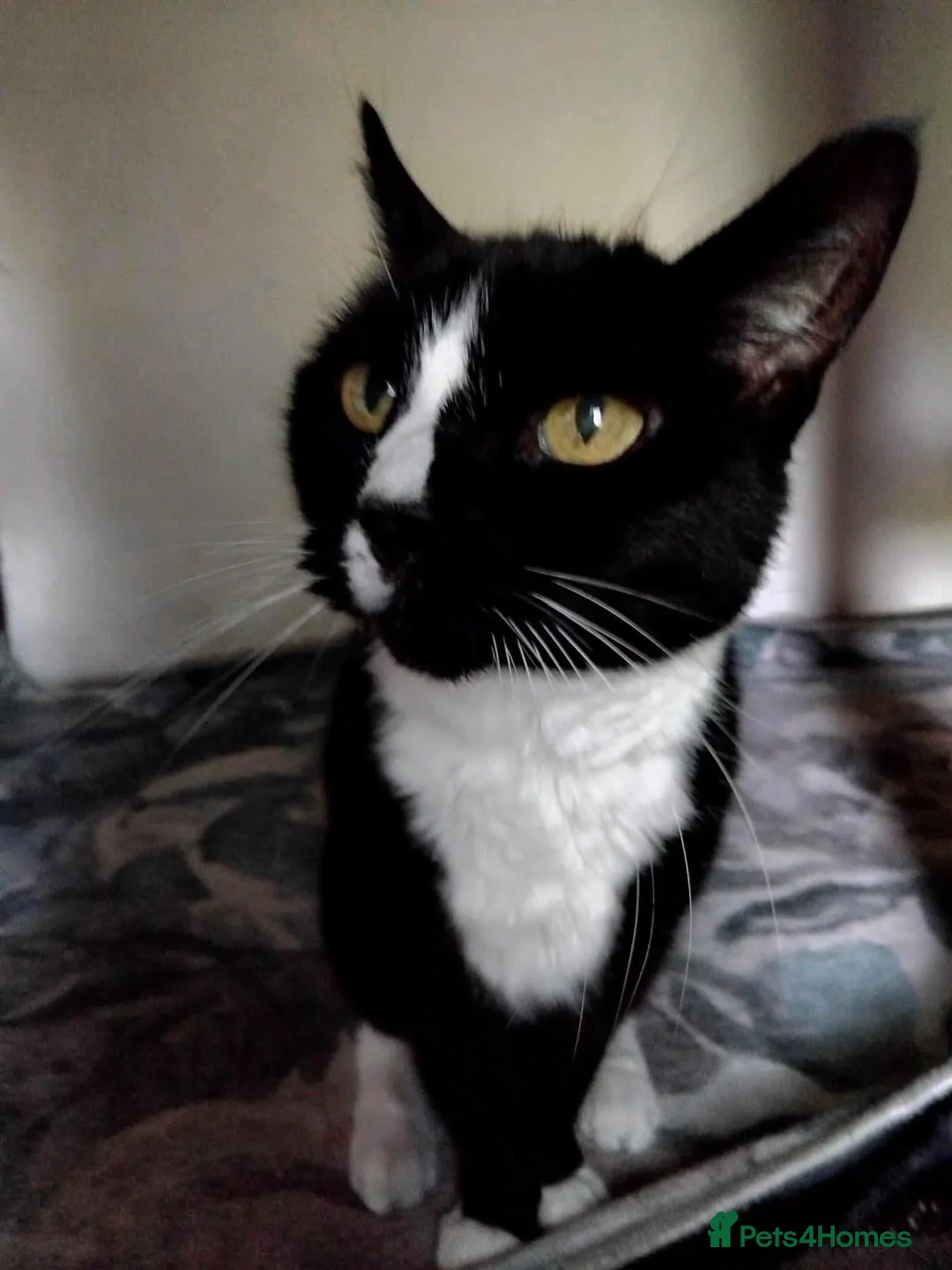 Mixed Breed cats for adoption: 🆘💔Meet 16 year old Missi - Advert 3