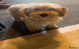 Cavachon dogs for sale: Cavavapoochon boy  - Image 7
