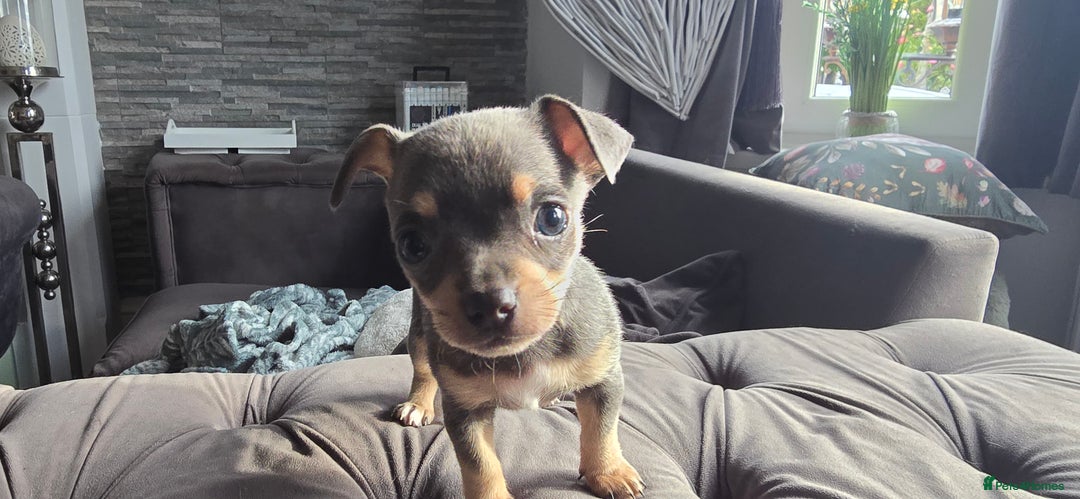 Chihuahua dogs for sale: Two males Chihuaha pups - Image 6