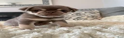 Pug dogs for sale: Kc pug puppies from a 5 star licensed breeder  - Advert 31