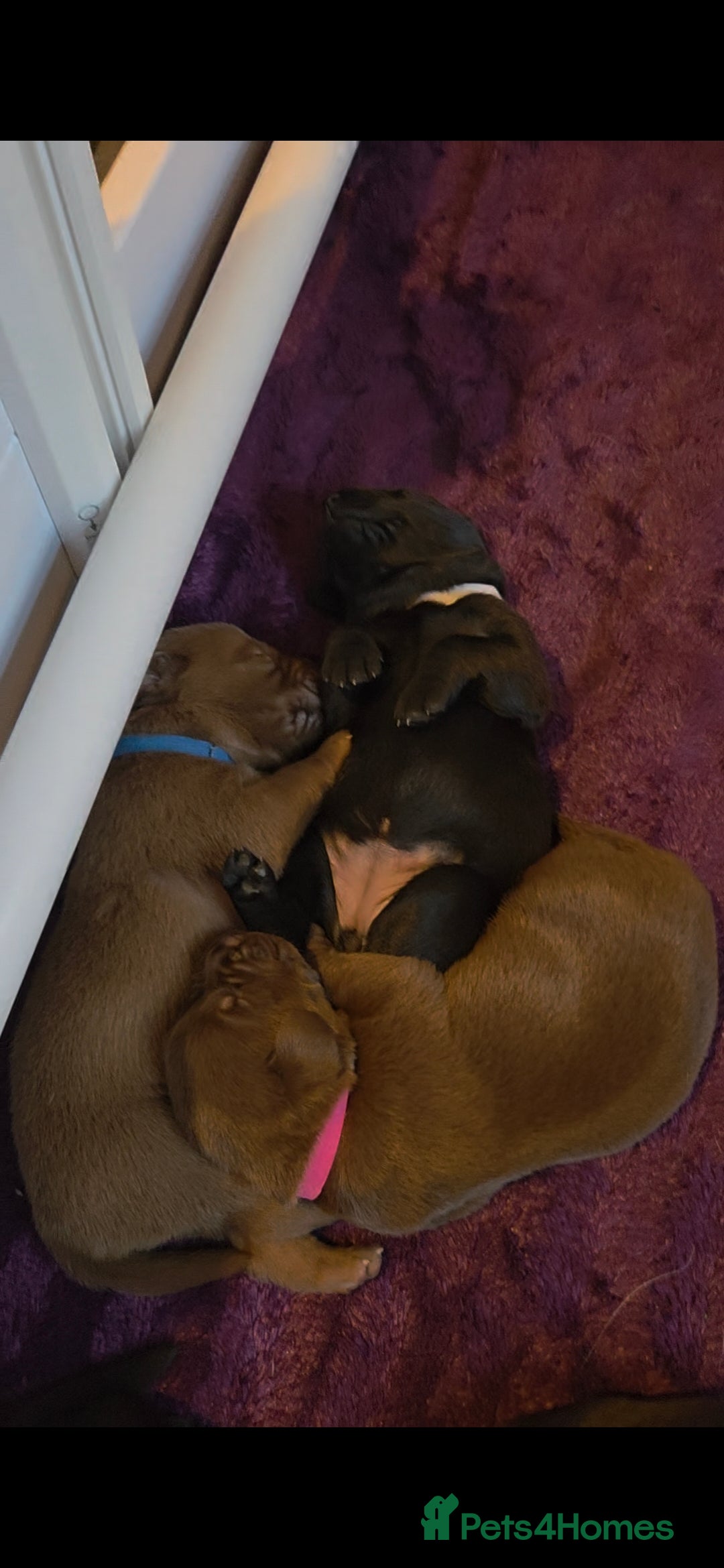 Labrador Retriever dogs for sale: Beautiful pedigree labrador puppies  - Image 37