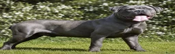 Cane Corso dogs for stud: BLUE AVAILABLE FOR STUD  - Advert 2