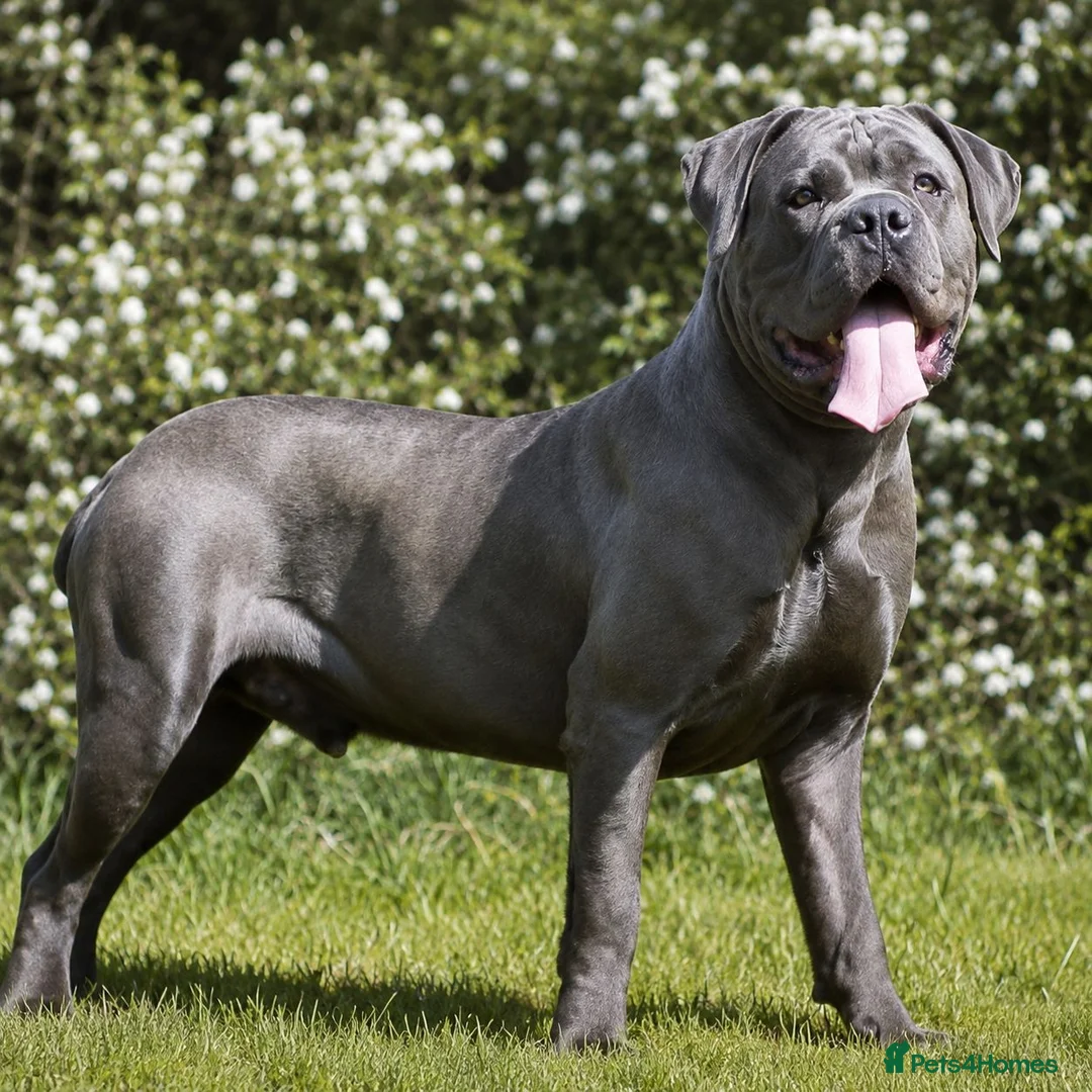 Cane Corso dogs for stud: BLUE AVAILABLE FOR STUD  - Advert 2