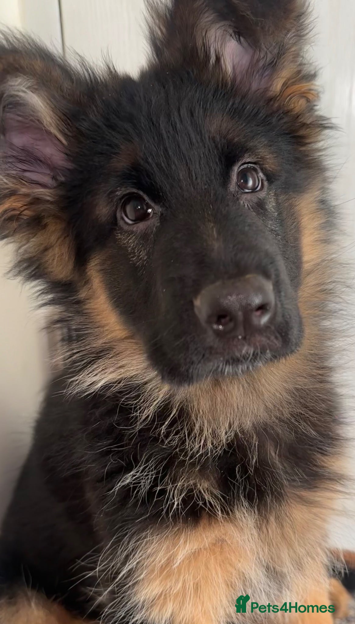 German Shepherd dogs Kc German Shepherd Puppy  - Advert 3