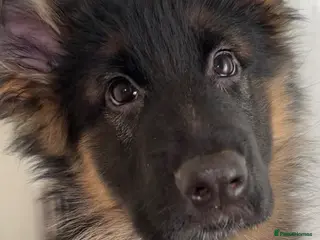 German Shepherd dogs Kc German Shepherd Puppy - Advert 16