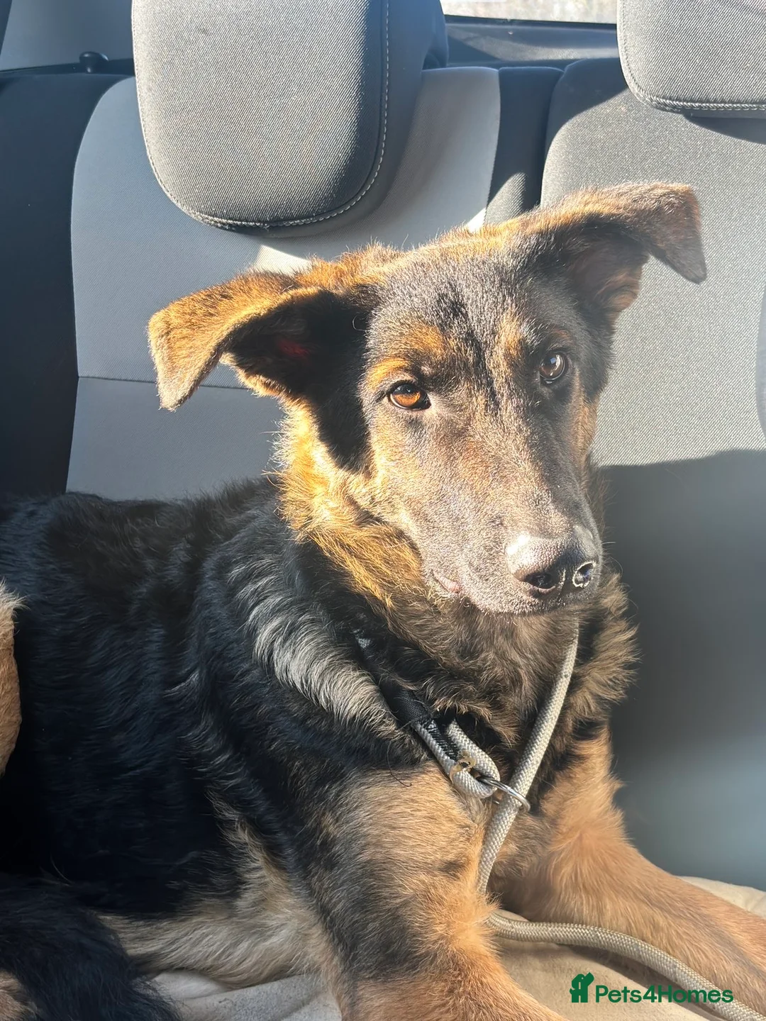 Mixed Breed dogs for sale: German sheppadoodle open to offers, need gone asap - Advert 1