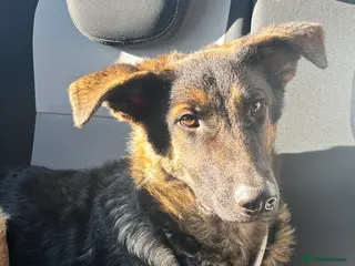 Mixed Breed dogs German sheppadoodle - Advert 1