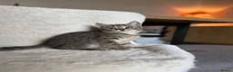 Mixed Breed cats for sale: Cute kittens - Advert 11
