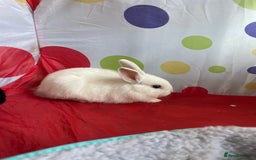 French Lop rabbits for sale: French lop mixed baby rabbits ready to go - Image 13