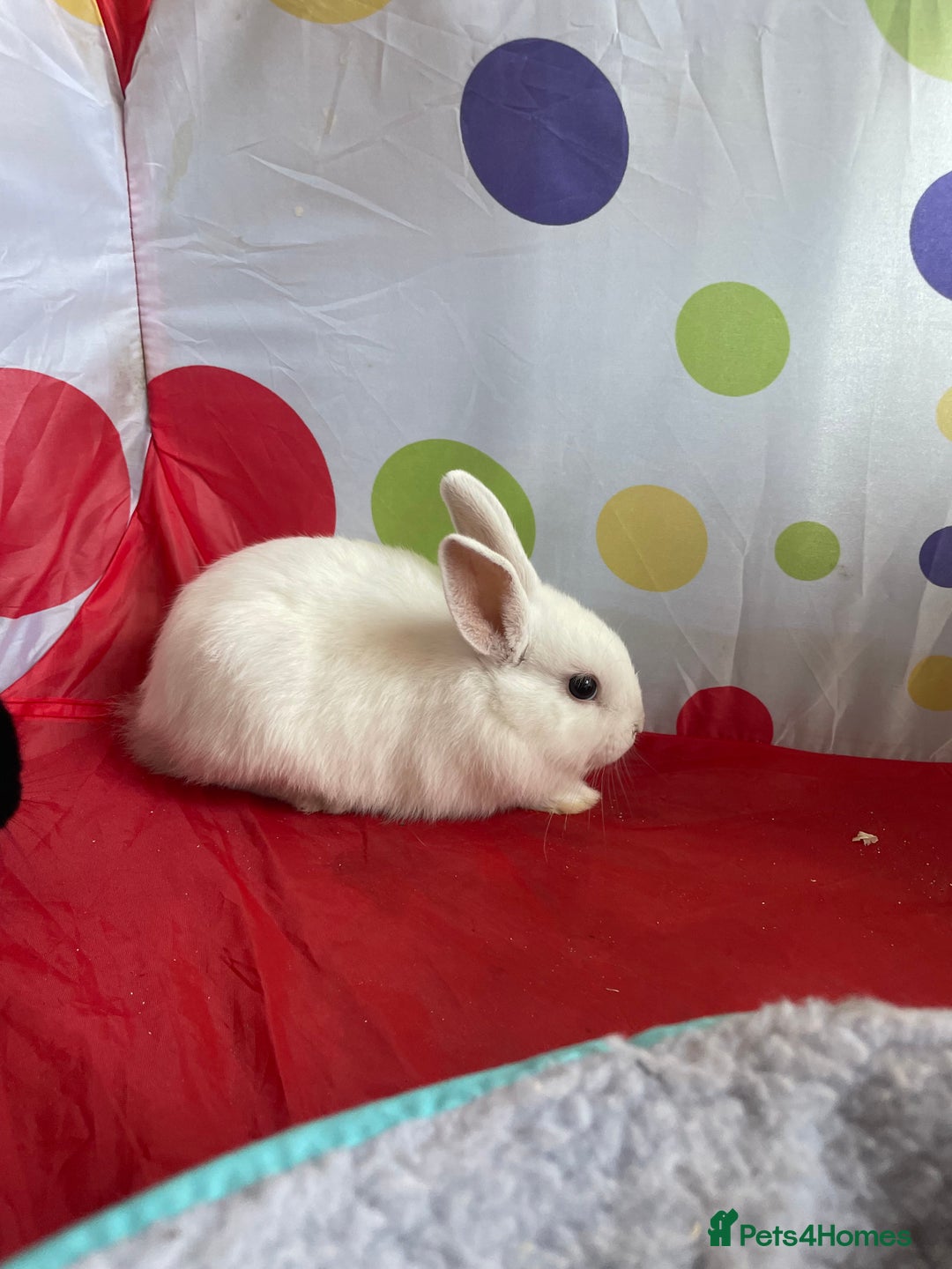 French Lop rabbits for sale: French lop mixed baby rabbits ready to go - Image 13