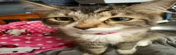 Mixed Breed cats for sale: Beautiful kittens  - Advert 4