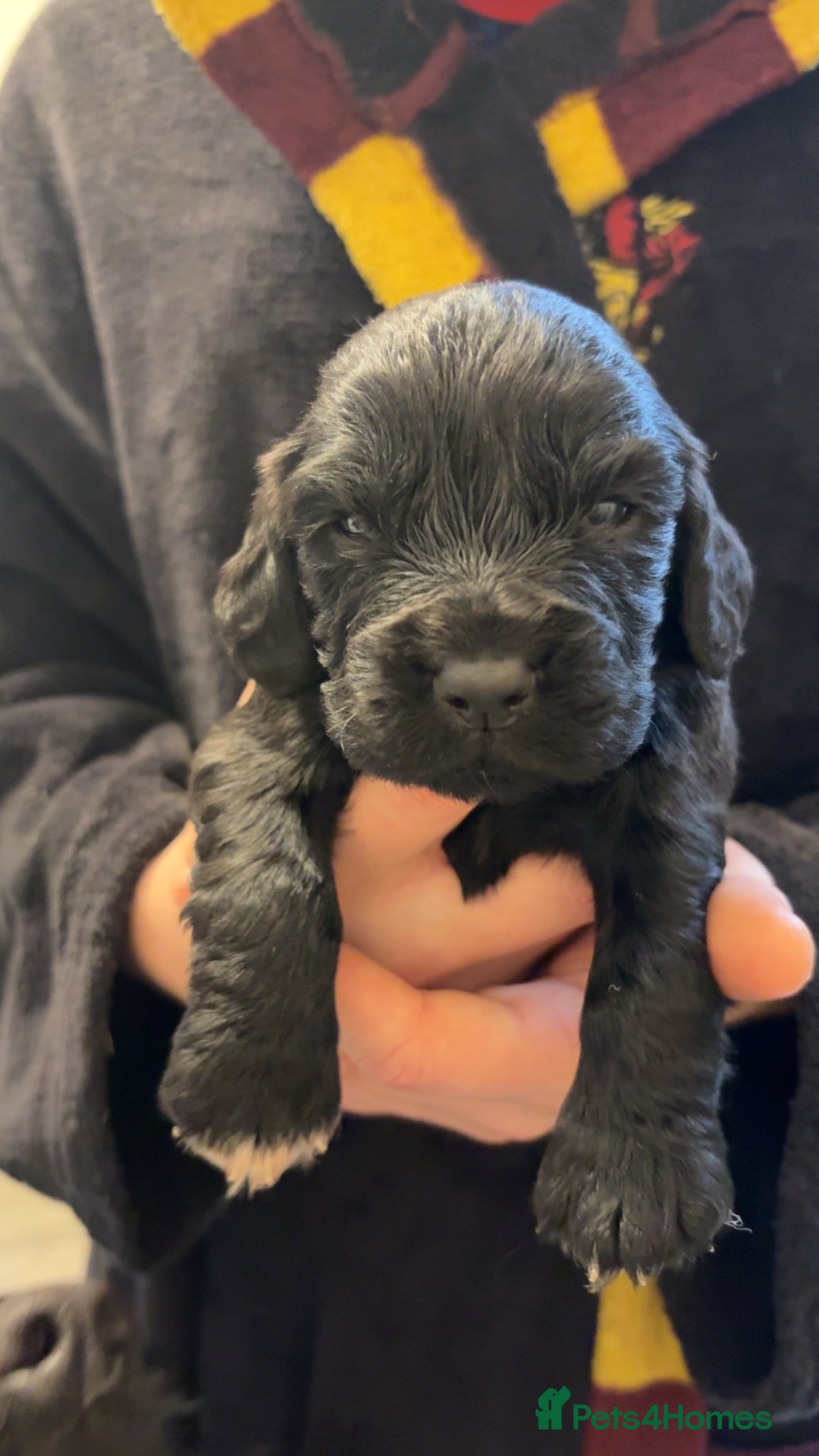 Cocker Spaniel dogs for sale: Cocker spaniel puppies - Advert 27