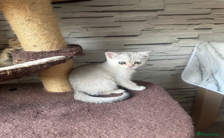 Scottish Fold cats in Northampton - Advert 13
