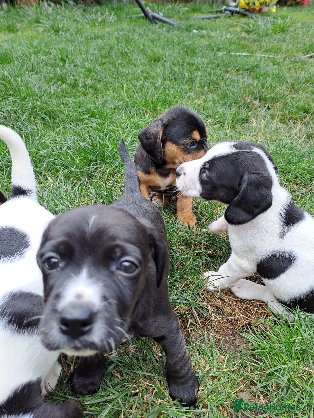 Mixed Breed dogs for sale: Jack Russell and Coker Spaniel  - Image 10