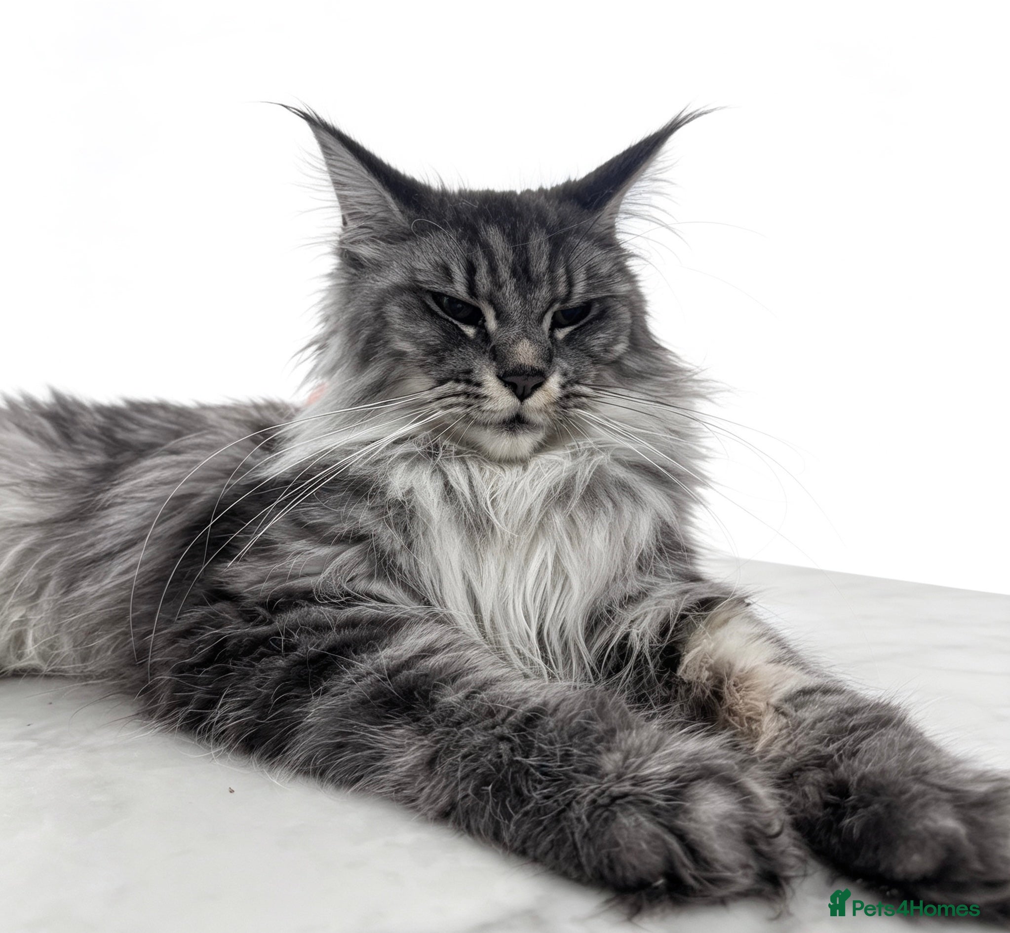 Maine Coon cats Exceptional maine coon kittens champion Bloodline  - Advert 1