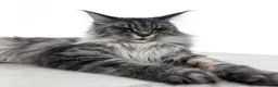 Maine Coon cats for sale: Exceptional maine coon kittens champion Bloodline  - Advert 1